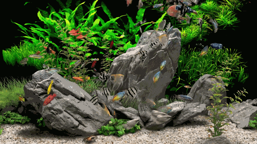 任意窗TV v2.5.1067 动态氛围 沉浸式体验-第10张图片-分享迷